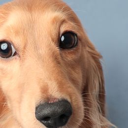 Moses Daniel Ryan - Dachshund