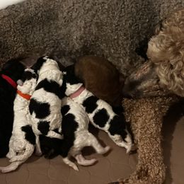 Poodle Puppies from Rocky Mountain Standards