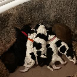 Poodle Puppies from Rocky Mountain Standards