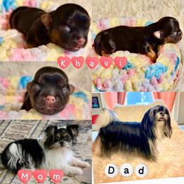Khavi - Black female Mi-Ki puppy in Toronto, Ohio from Shekinah’s Mi-Kis & Cricket Hill’s Westies