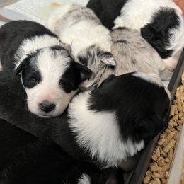 Border Collie Puppies from Roaring River Border Collies