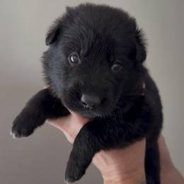 Burgundy Male - Black male German Shepherd puppy in Saratoga Springs, Utah from Vom Stille Teufelshunde Kennels