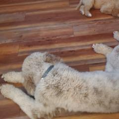 Aussiedoodles and Goldendoodles from Law Doodles of SC