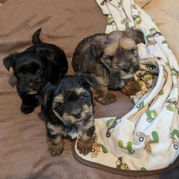 Morkie and Shorkie Puppies from Massachusetts Morkies