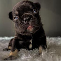 Olie - Black and tan male French Bulldog puppy in Porter, Texas from Whatabulldog