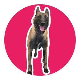 Ouija - Belgian Malinois