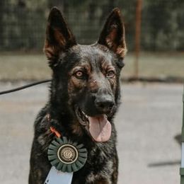 German Shepherds from Living Waters Shepherds