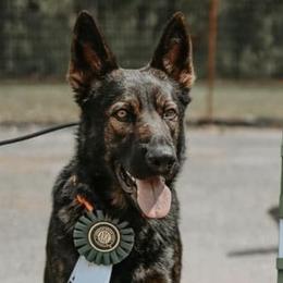 German Shepherds from Living Waters Shepherds