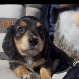 Blue collar - Black and cream male Dachshund puppy in Mc Donough, Georgia from Hot Diggity Doxies