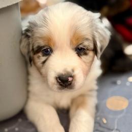 Daisy - Blue merle female Australian Shepherd puppy in Clover, South Carolina from Jo’s Aussies