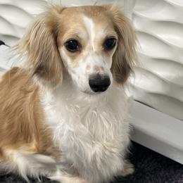 Gemma - Dachshund