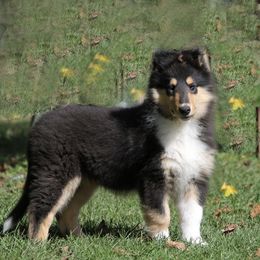 Vicky - Black white and tan female Collie puppy in Conneaut Lake, Pennsylvania from Val Hi Collies