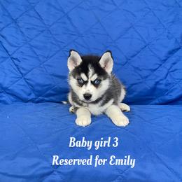 Baby girl 3 - Black and white female Siberian Husky puppy in Ocala, Florida from Florida Husky Puppies