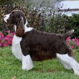 English Springer Spaniels from Kati's English Springer Spaniels