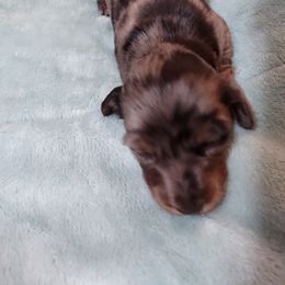 Dachshund Puppies from Marnette's Dachshunds