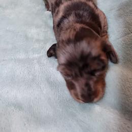 Dachshund Puppies from Marnette's Dachshunds