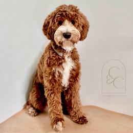 Bodhi Bleu - Goldendoodle