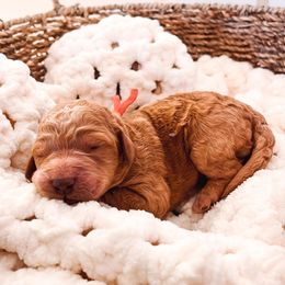 Goldendoodles from Hatchett Hill Goldendoodles