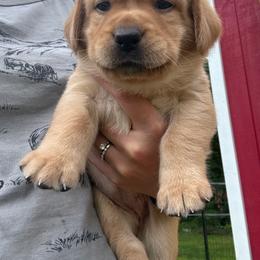 Lime - Yellow female Labrador Retriever puppy in Weare, New Hampshire from Emily's Labrador Retrievers