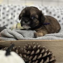 Shih Tzus, Shorkies, and Yorkshire Terriers from Empire Yorkies