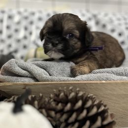 Shih Tzus, Shorkies, and Yorkshire Terriers from Empire Yorkies