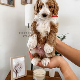 Cavapoo, Goldendoodle, and Poodle Puppies from Destination Doodles