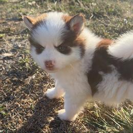 Sebastian - Chocolate male Pomsky puppy in Mc Minnville, Oregon from West Coast Pomskies