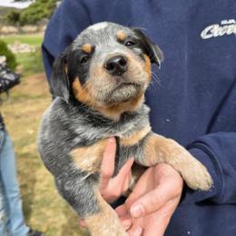 Boy 1 - Blue mottled male Australian Cattle Dog puppy in Mount Pleasant, Utah from Christensen Family Kennel
