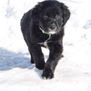 Border Collie, Golden Retriever, and Sporty Mix Puppies from Kreger's K9s