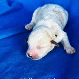 Mellow - Parti male Goldendoodle puppy in Baldwin, Georgia from Simmons F1b Goldendoodles