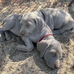 Weimaraner Puppies from Kennedy Weimaraners