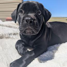 Brown collar: Meadow - Black female Cane Corso puppy in Franktown, Colorado from Earth and Ship Cane Corso