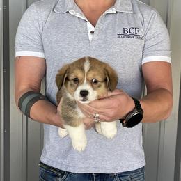 Winnie - Female 1 - Fawn female Pembroke Welsh Corgi puppy in Jefferson, South Carolina from Blue Creek Farms