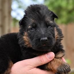Archer - Black and red male German Shepherd puppy in Canton, Texas from WILDWOOD GERMAN SHEPHERDS