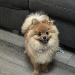 Pomeranian Puppies from Lori’s Precious Poms