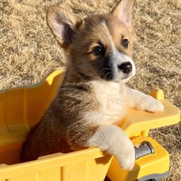 Pembroke Welsh Corgi Puppies from Davies Ranch Pembroke Welsh Corgis