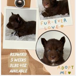 Redwood - Red and white male Siberian Husky puppy in Florence, Kentucky from Moonlight Howl Huskies
