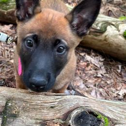 Purple collar - Fawn female Belgian Malinois puppy in Bolton, Connecticut from du Val du Bois Malinois