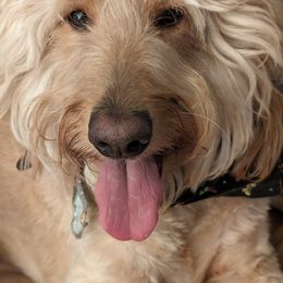 Goldendoodle All Grown Up from Golden Hearted Goldendoodles