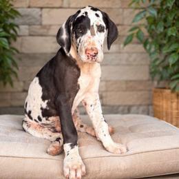 Harl Boy 2 - Harlequin male Great Dane puppy in Golconda, Illinois from Breken Great Danes