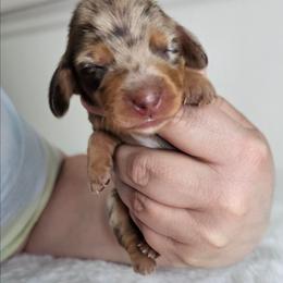 Chocolate and tan dapple male - Dapple male Dachshund puppy in Belle Rive, Illinois from Akin's Miniature Dachshunds, LLC