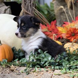 Pembroke Welsh Corgi Puppies from A&A’s Adorable Corgis