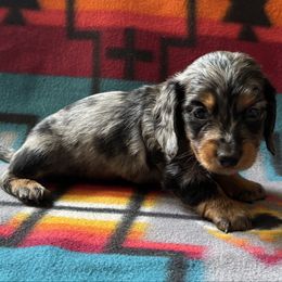 Sadie - Dapple female Dachshund puppy in Rudy, Arkansas from Louis' Litters