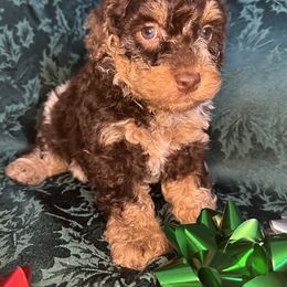 Moose Tracks - Chocolate merle male Bernedoodle puppy in Cody, Wyoming from Yellowstone Breeders