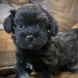 Pepper - Black male Havanese puppy in Lancaster, South Carolina from 3 Bs Havanese-PUPPIES with  PURPOSE