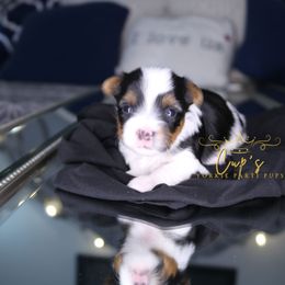 Latt - Parti male Yorkshire Terrier puppy in Austin, Arkansas from Cup's Yorkie Parti Pups