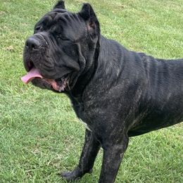 Hank The Tank - Cane Corso