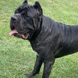 Hank The Tank - Cane Corso