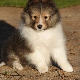Shetland Sheepdog puppies from Aratone