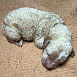 Boy 7 - Cream male Poodle puppy in Mountain View, Arkansas from Ramer’s Spring Poodles